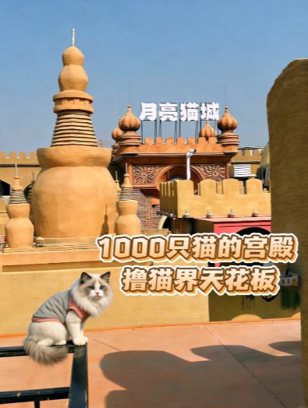 巨型猫咪城堡🏰上千只萌猫扎堆！国内超大撸猫乐园月亮猫城✨
