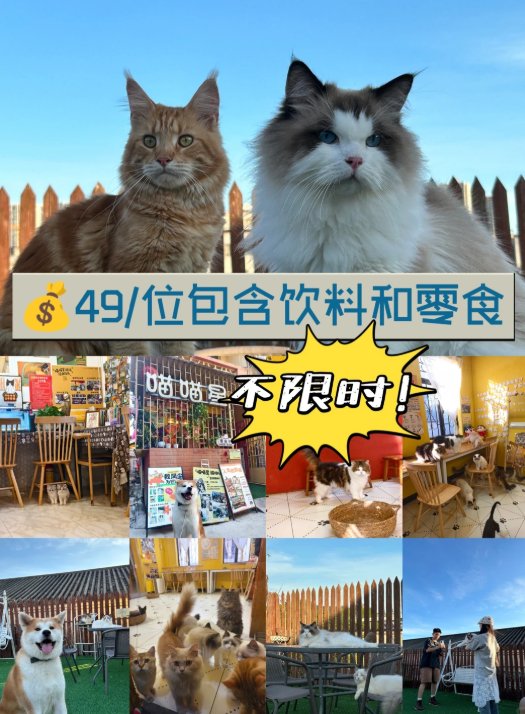 🐱珠海撸猫天花板｜49 元不限时！饮料零食畅饮畅吃，猫咪狗狗双体验超治愈🥰