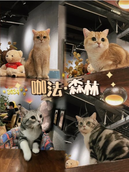 广州氛围感森林猫咖🐱被软萌猫猫包围！甜品精致到舍不得下嘴✨