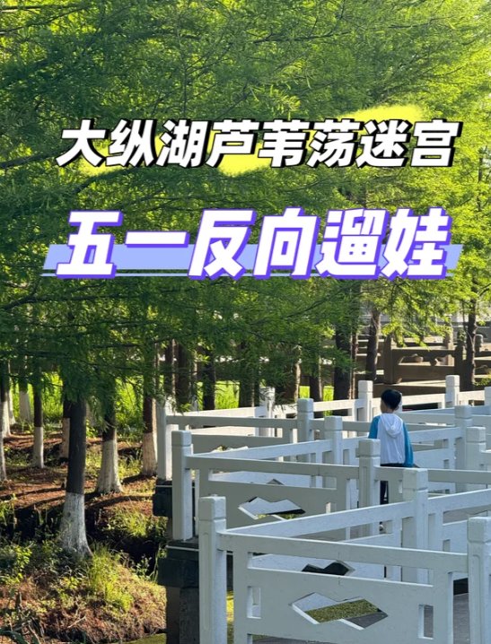 盐城大纵湖🌾｜水上芦苇迷宫，原生态水乡秘境