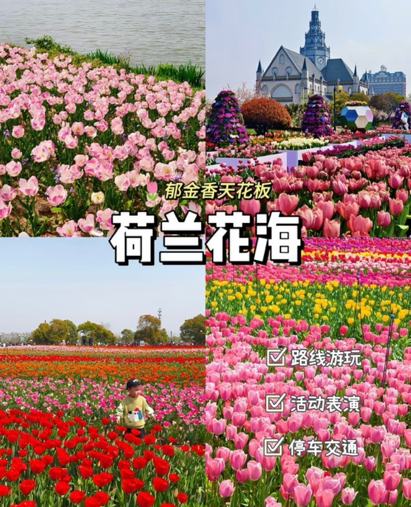盐城荷兰花海🌷｜欧式花田，闯入莫奈的花园