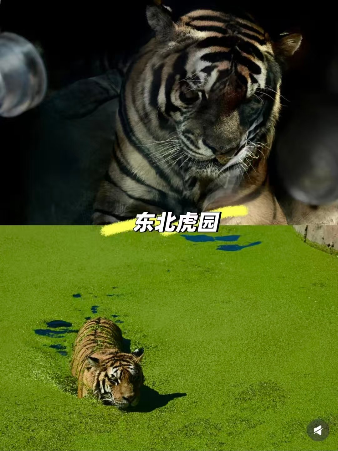 长春新增三大打卡地攻略🐯潮流人文自然全覆盖