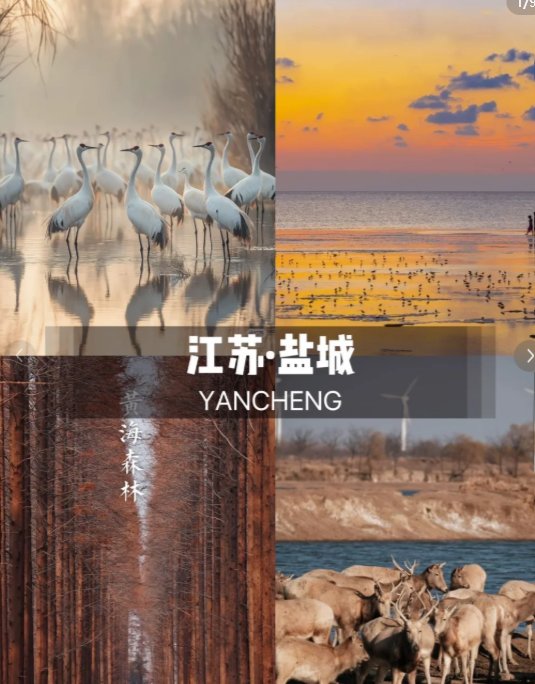 盐城黄海湿地🦩｜世界自然遗产，候鸟天堂原生态