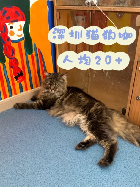 🐱深圳平价猫狗咖｜人均 20 + 撸猫自由！治愈系萌宠天堂✨