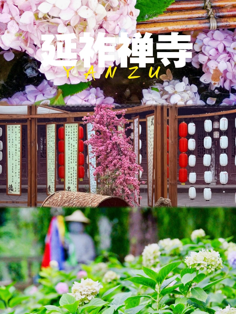 🌸孝泉延祚寺绣球花海｜红墙古寺 + 夏季限定美哭❗