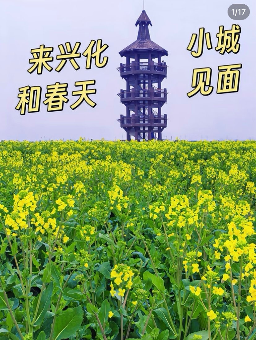 ：泰州兴化千垛菜花🌻｜水上垛田，春日限定田园奇观