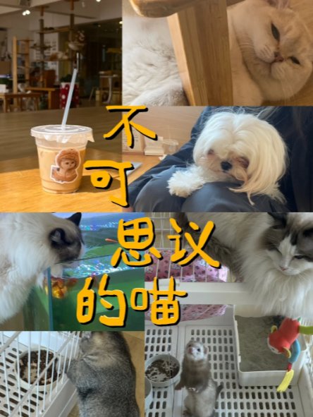 广州治愈系撸宠咖啡馆✨猫狗貂一站式撸！慵懒下午茶好去处🐱🐶