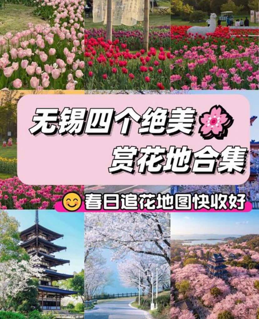 无锡鼋头渚🌼｜太湖第一名胜，绝美樱花圣地