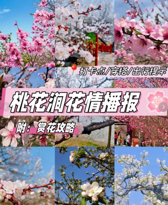连云港桃花涧🌸｜春日桃花秘境，山水奇石相映美