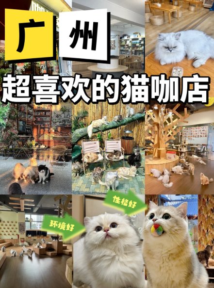广州 6 家宝藏猫咖合集🐱撸猫星人收藏清单｜各区一站式打卡攻略✨