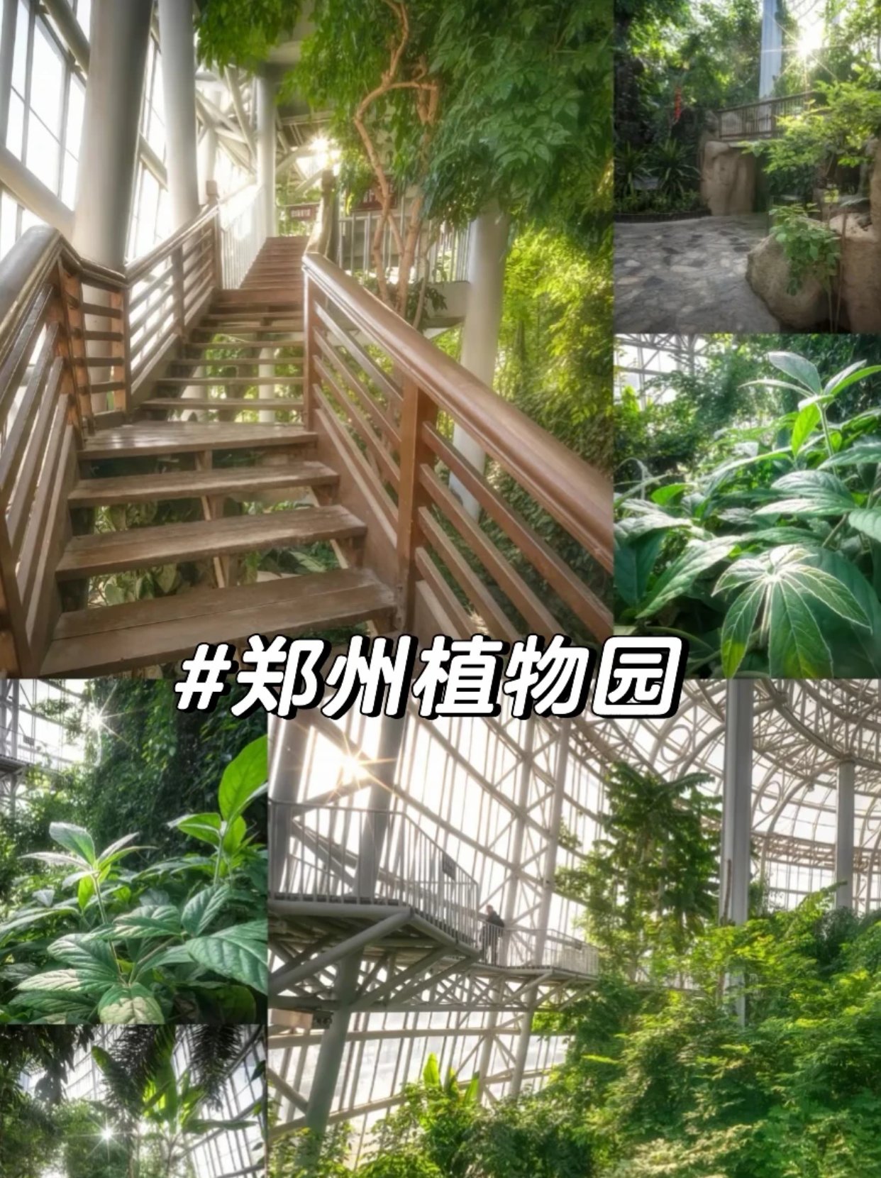 郑州植物园🌵城市超大天然氧吧花海秘境