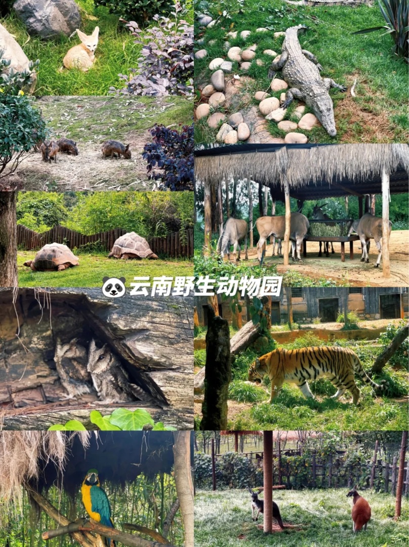 昆明|云南野生动物园