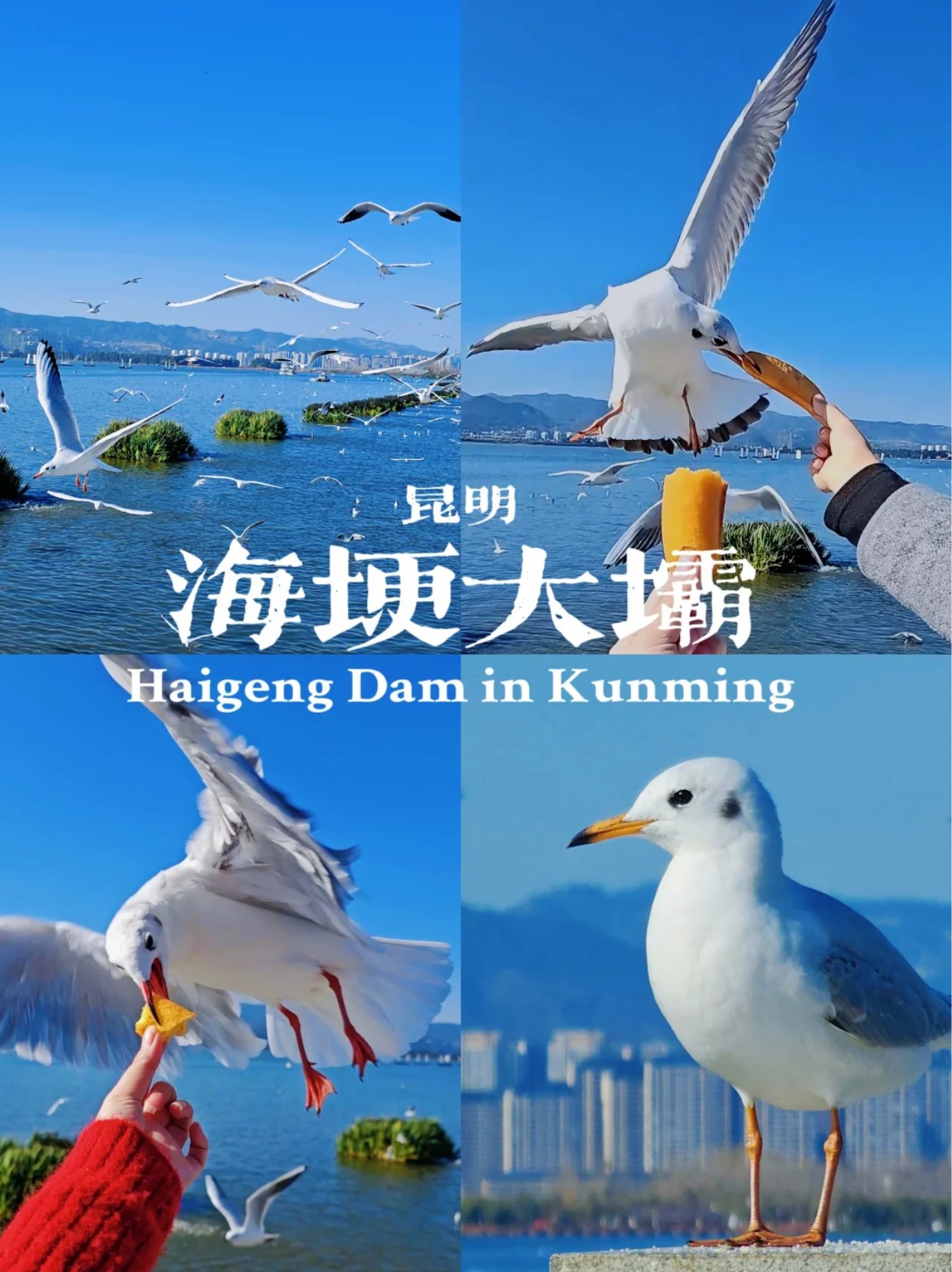 谁还没来昆明看来自西伯利亚的海鸥🕊