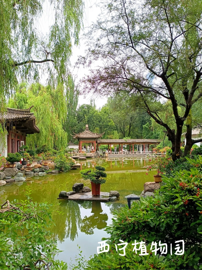 西宁植物园｜闯入绿野仙踪夏日氧气感大片