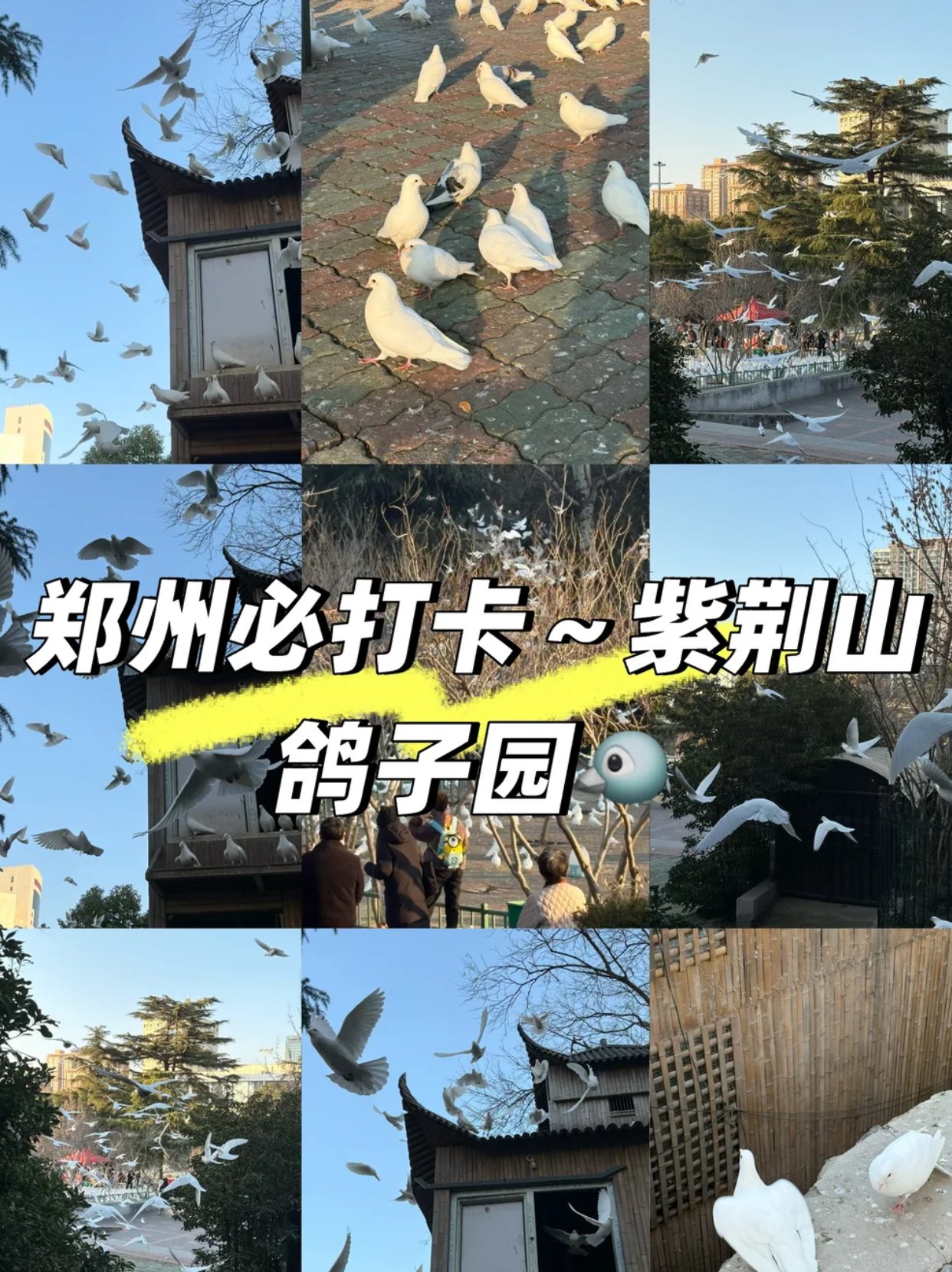 被鸽子包围的治愈感！紫荆山公园