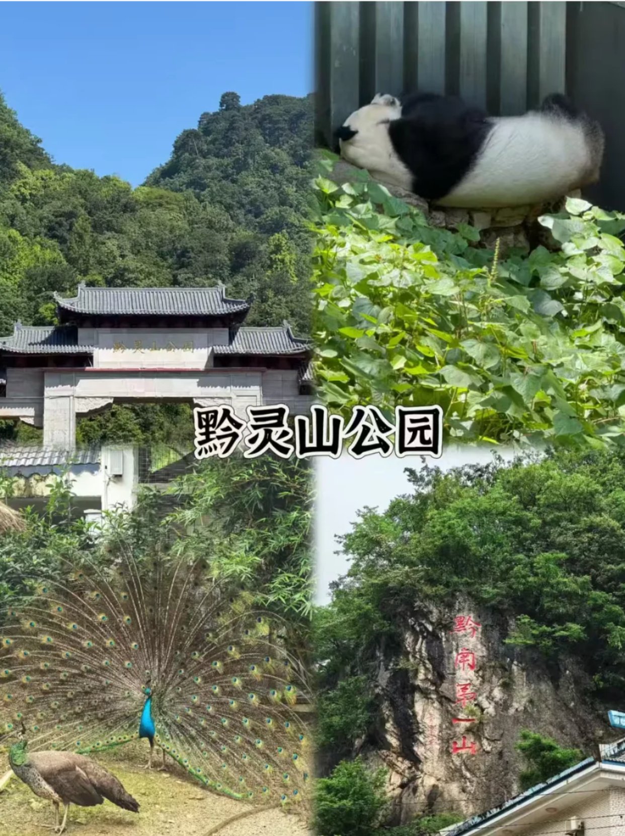 黔灵山公园看猴子/熊猫路线攻略及注意事项