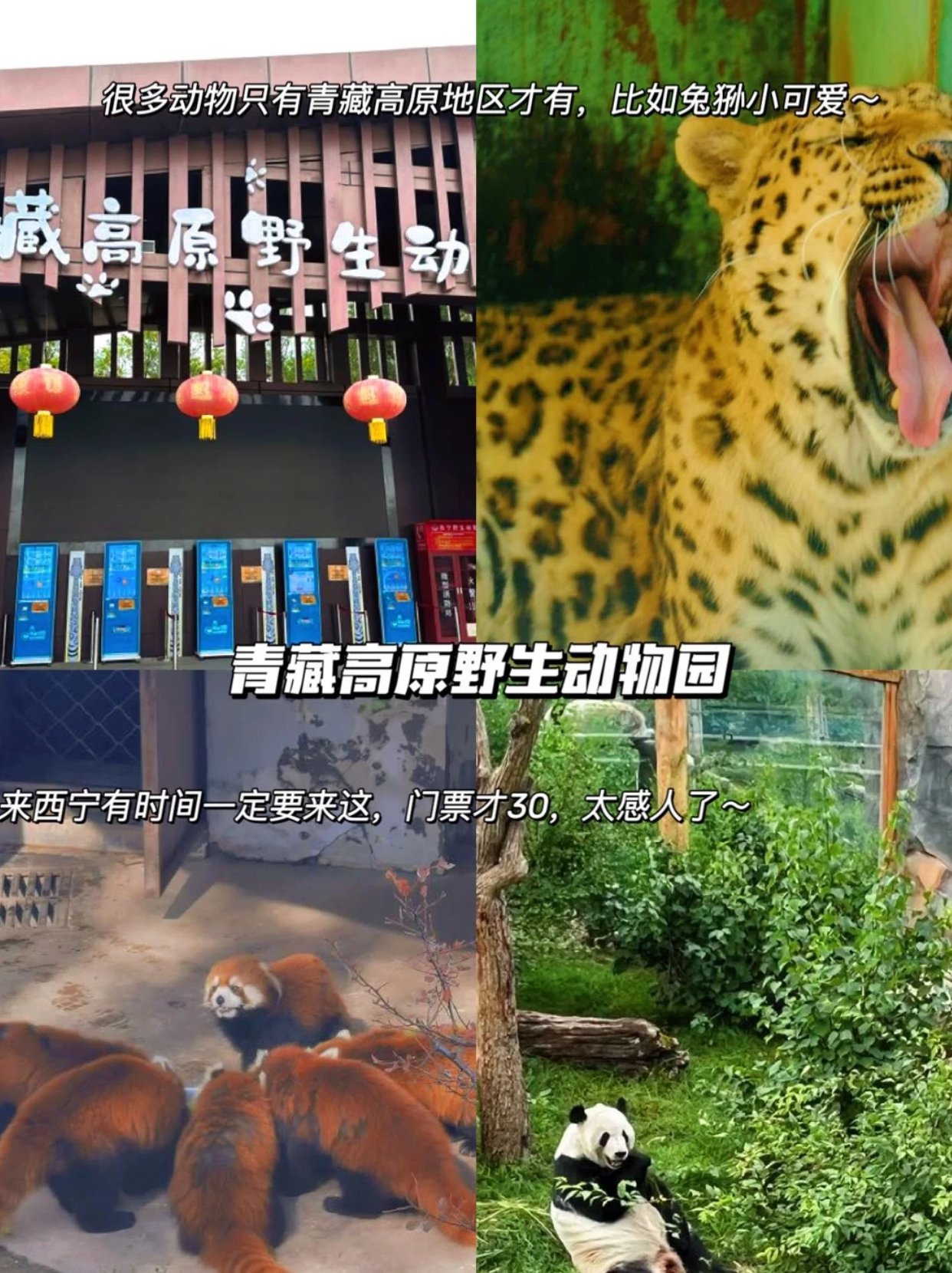 青藏高原野生动物园游玩攻略