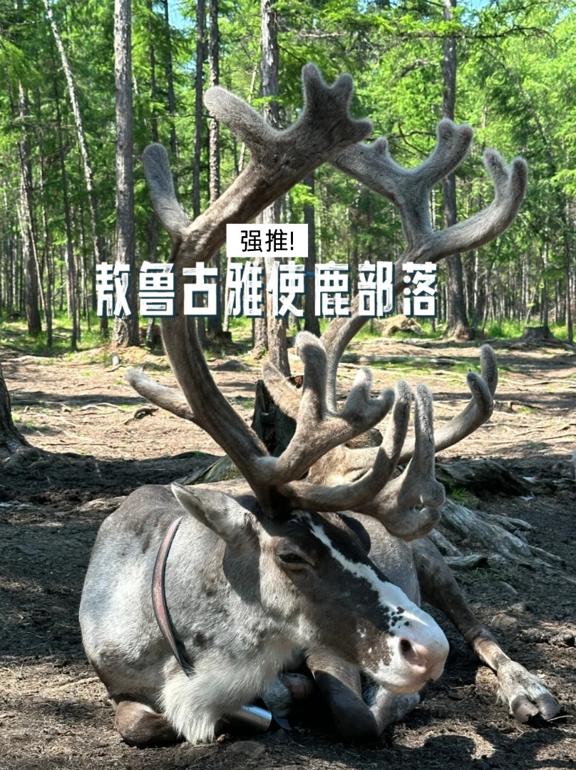 来吧，去抚摸这威武的驯鹿