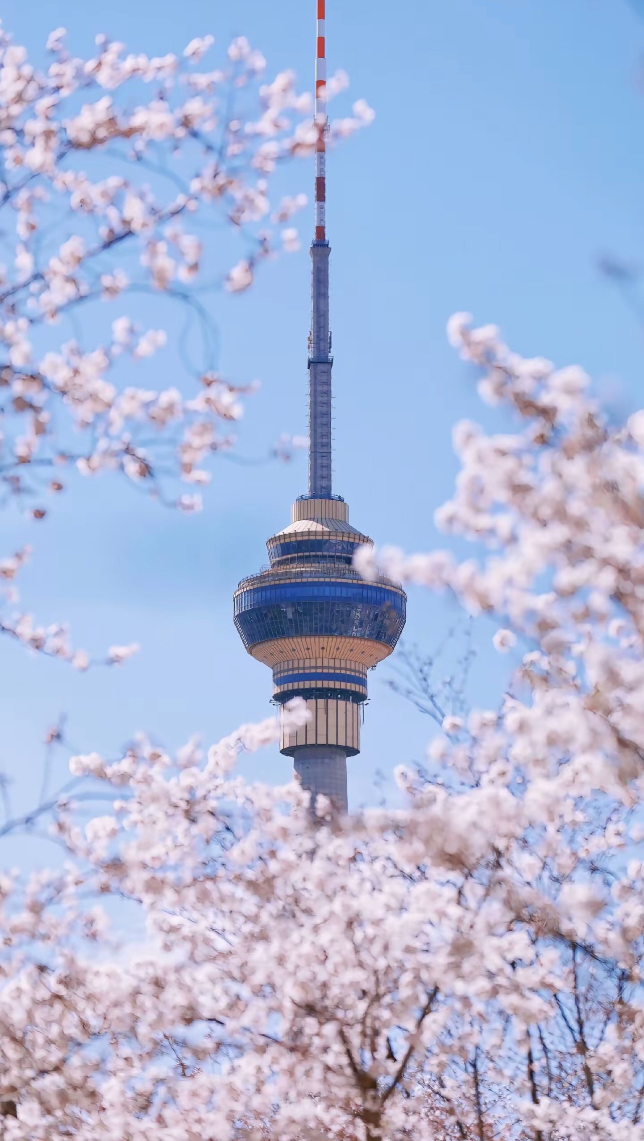 玉渊潭公园：樱花开时美到犯规