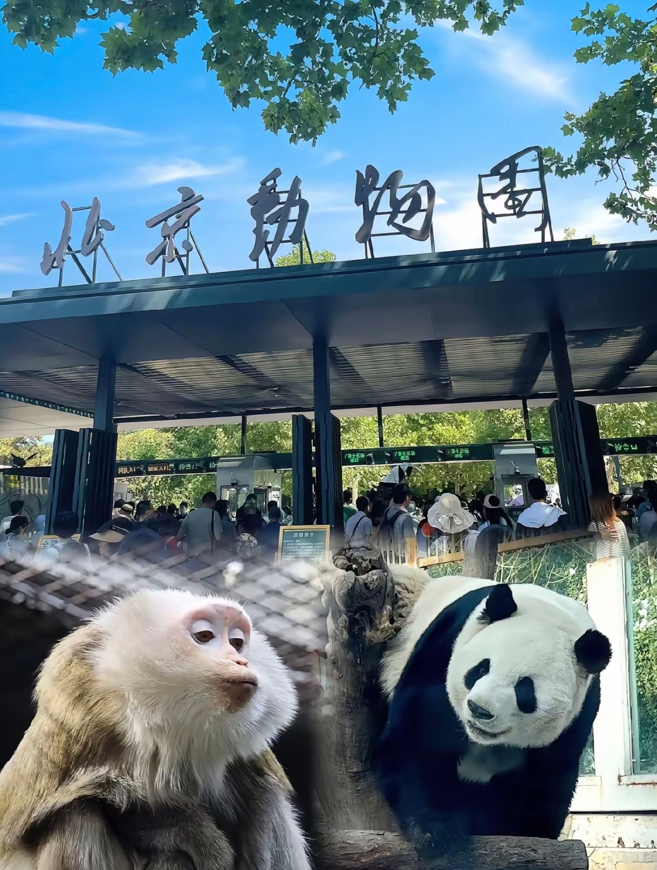 北京动物园：来看西直门三太子