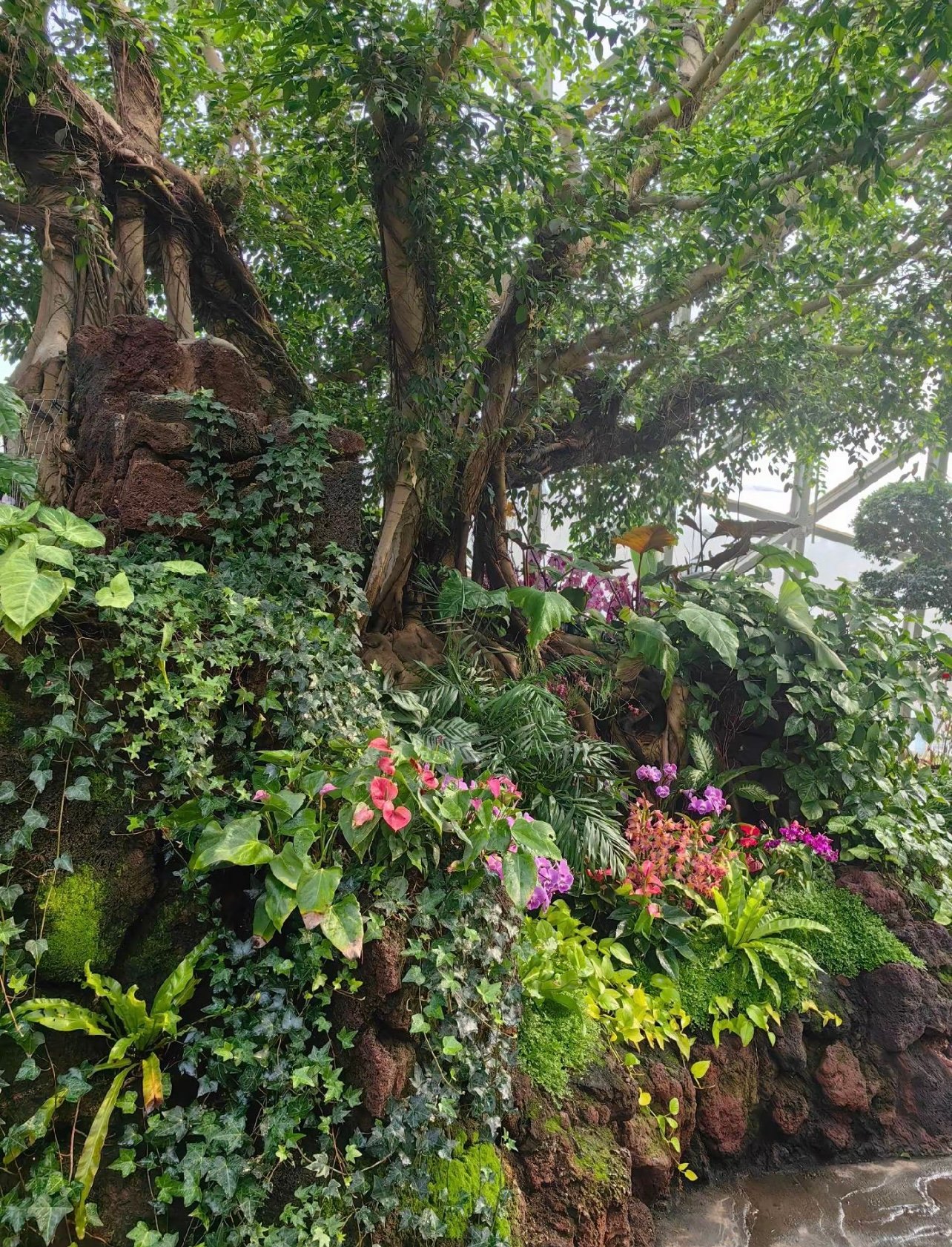 上海植物园81公顷，我只待在这一小块地方📍