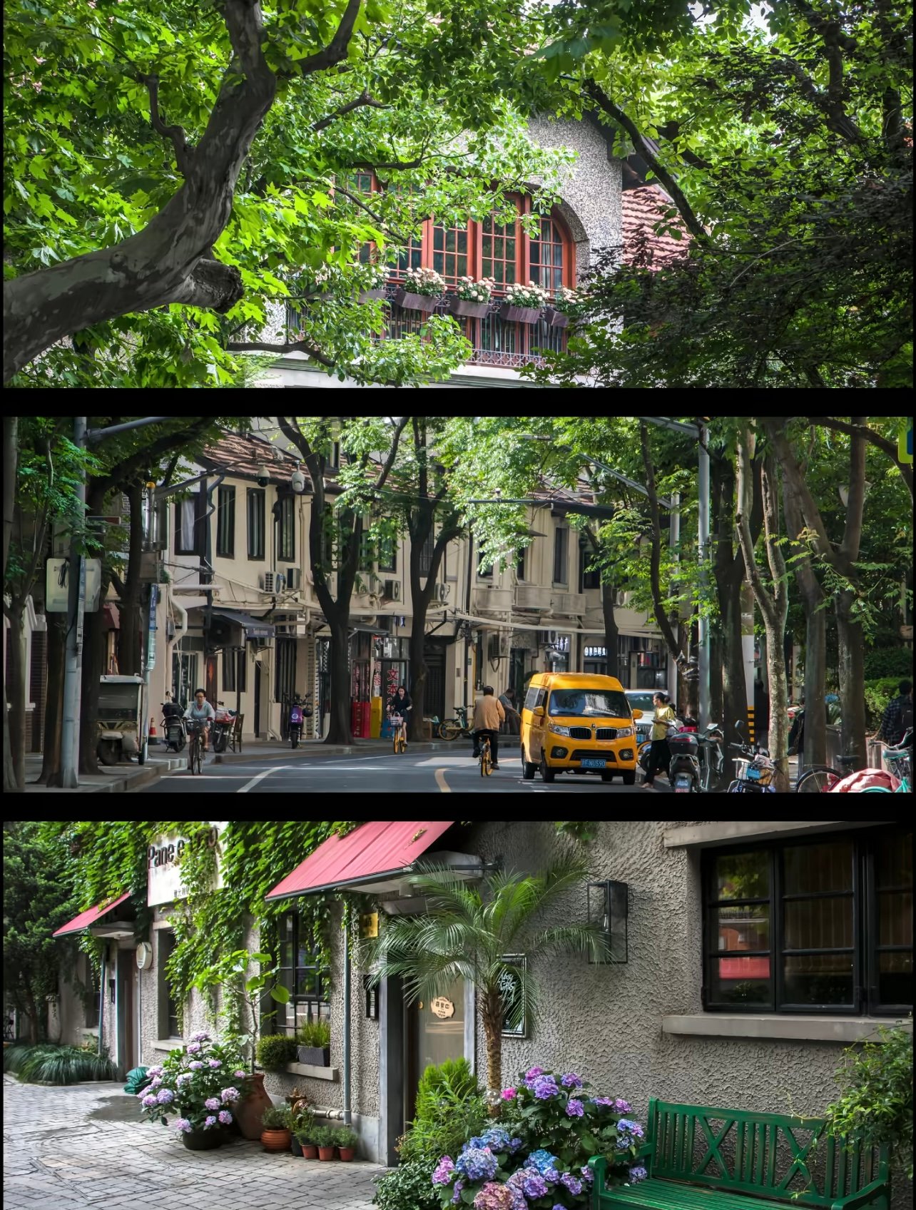 上海梧桐区漫步｜这条路线让我重新认识了上海