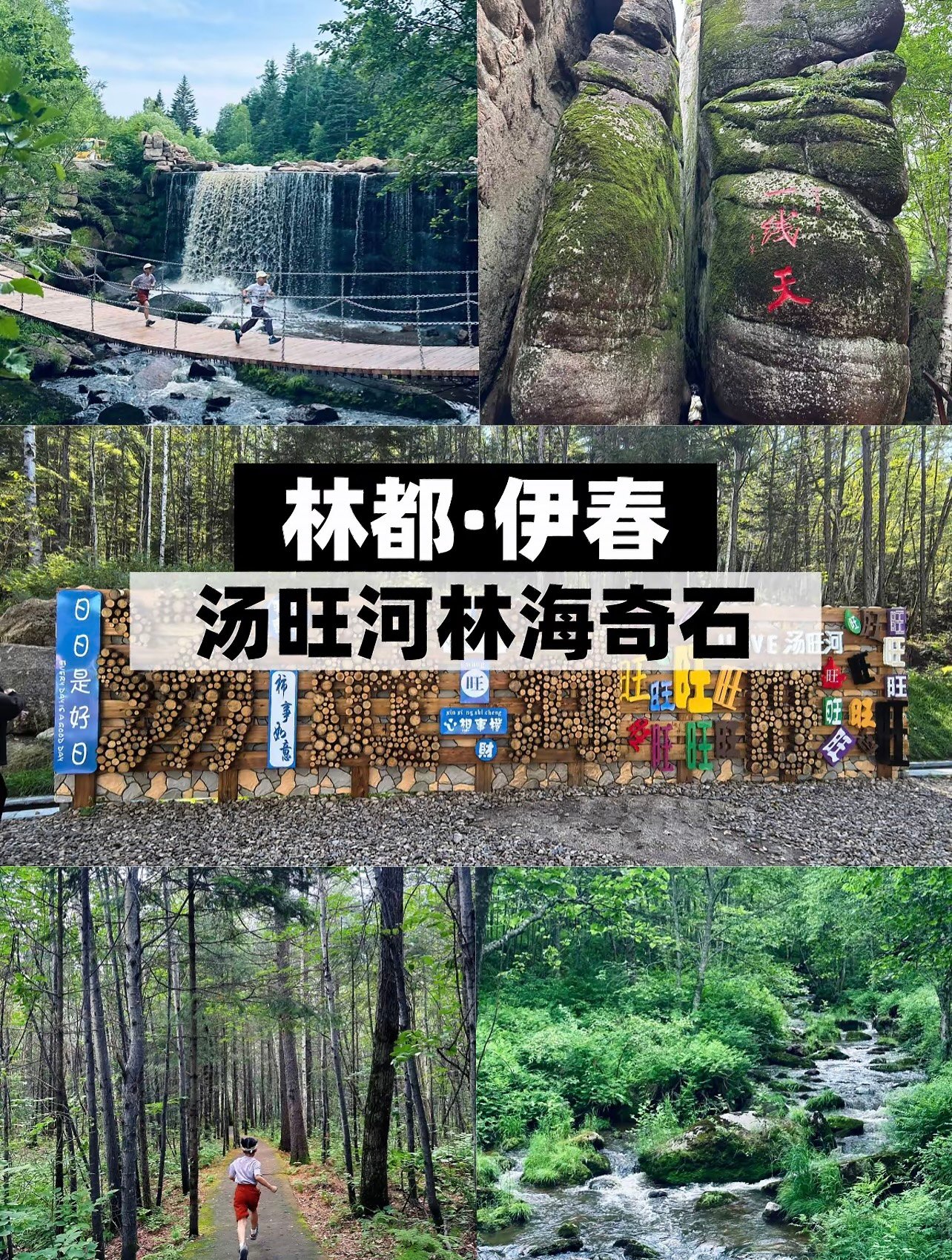 在森林里开盲盒！这片奇石藏得也太深了吧