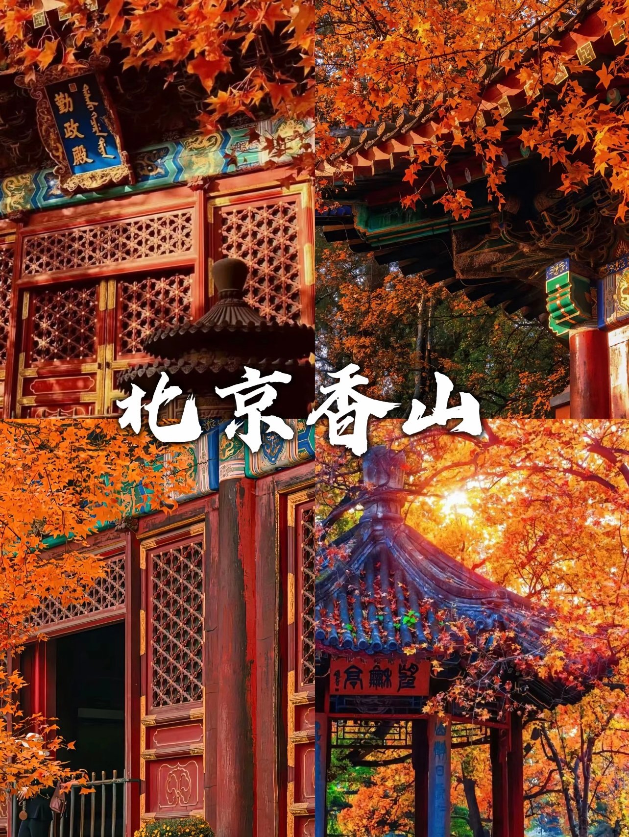 香山公园：香山红叶甲北京