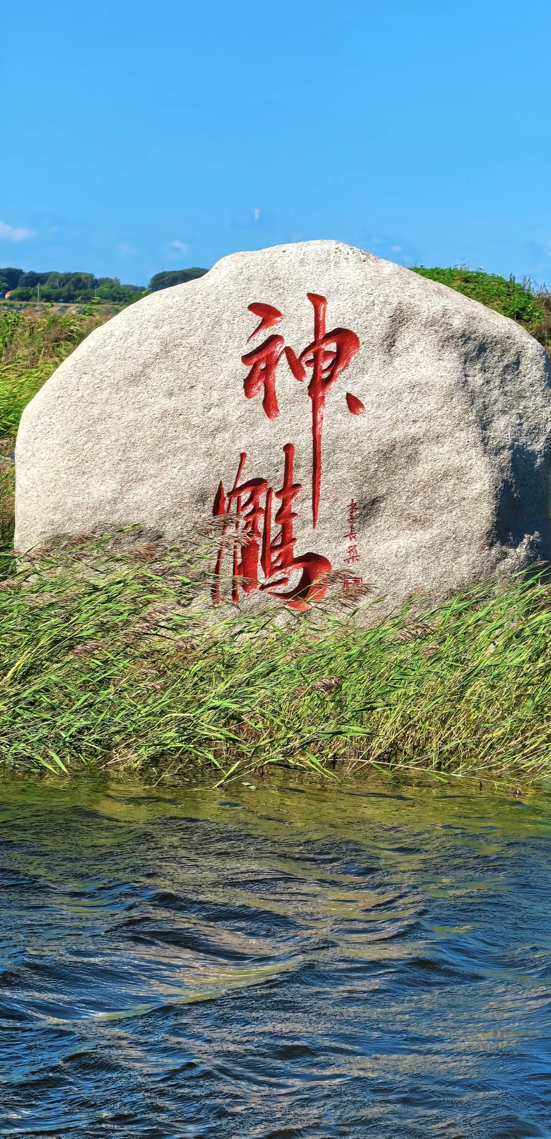 亲眼看见丹顶鹤飞过来的那一刻，我屏住了呼吸
