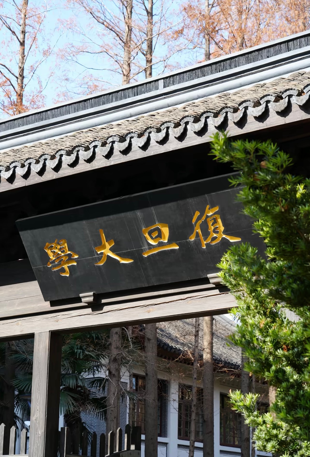 梧桐树下的青春记忆