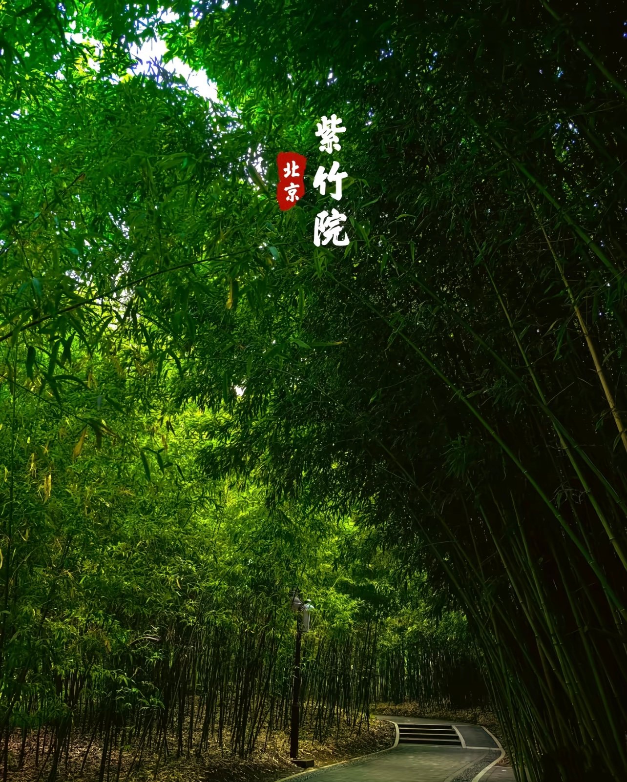 紫竹院公园：北京人的竹林秘境