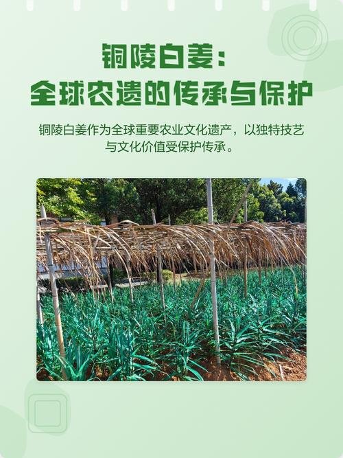 白姜文化园🥢铜陵地标特产专题园区，沉浸式了解白姜非遗
