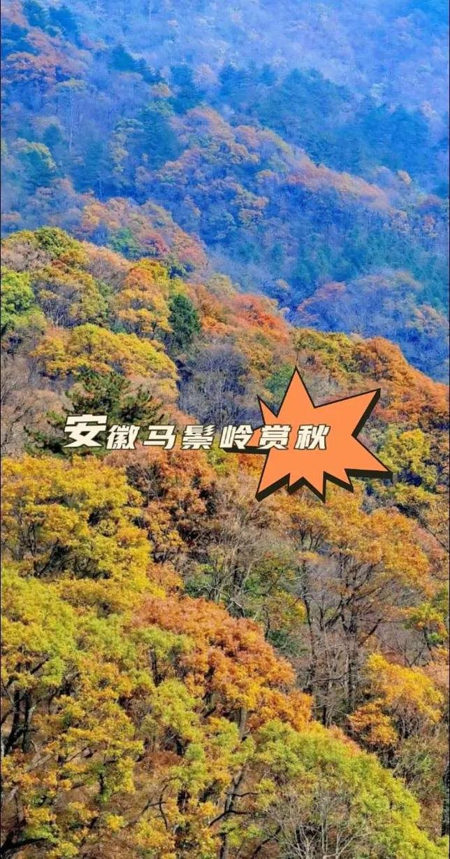 马鬃岭🍂｜华东最美秋色，红叶漫山超震撼✨