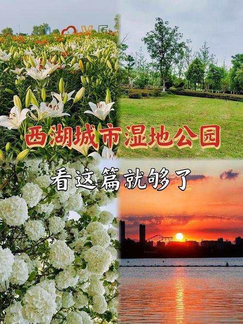 西湖城市湿地公园🦆城市生态绿肺，免费环湖骑行观鸟秘境