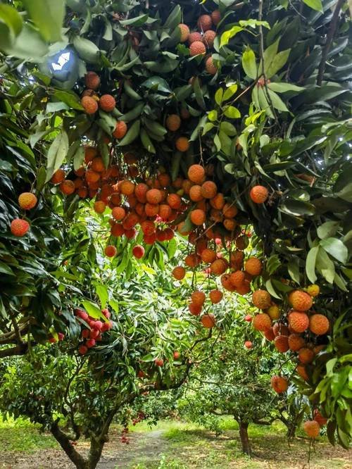 羊山荔枝园🍒海口近郊夏日采摘胜地｜火山土壤培育鲜果