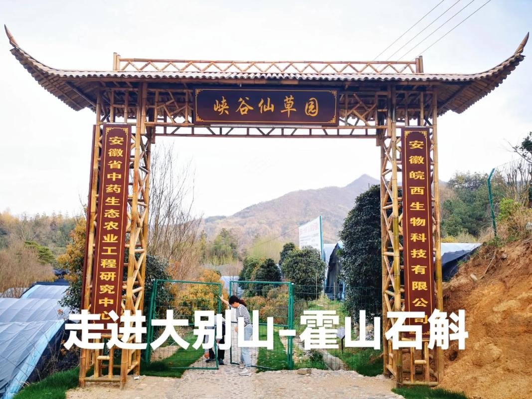 霍山石斛文化园🌿｜仙草秘境，养生科普超有趣✨