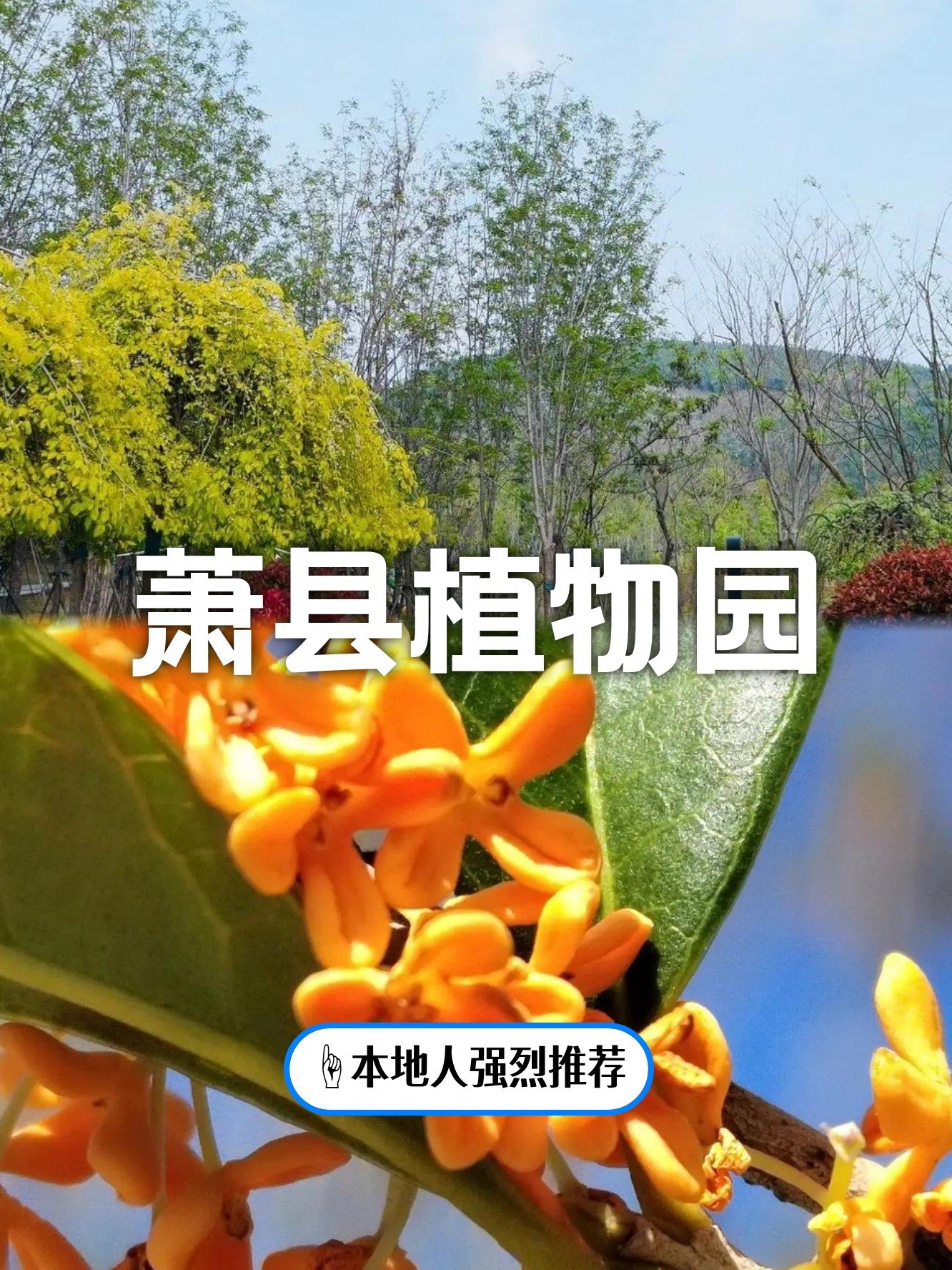 萧县植物园🌳｜天然氧吧植物天堂