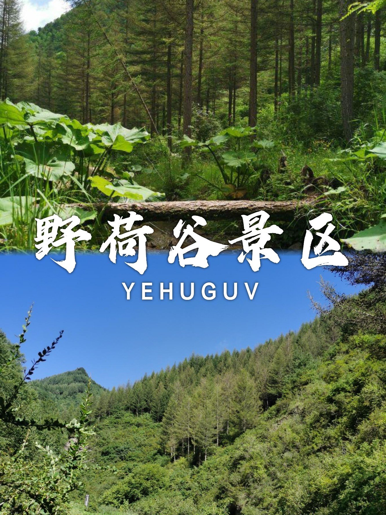 🌿野荷谷景区｜十里峡谷·荷香松影超诗意🍃