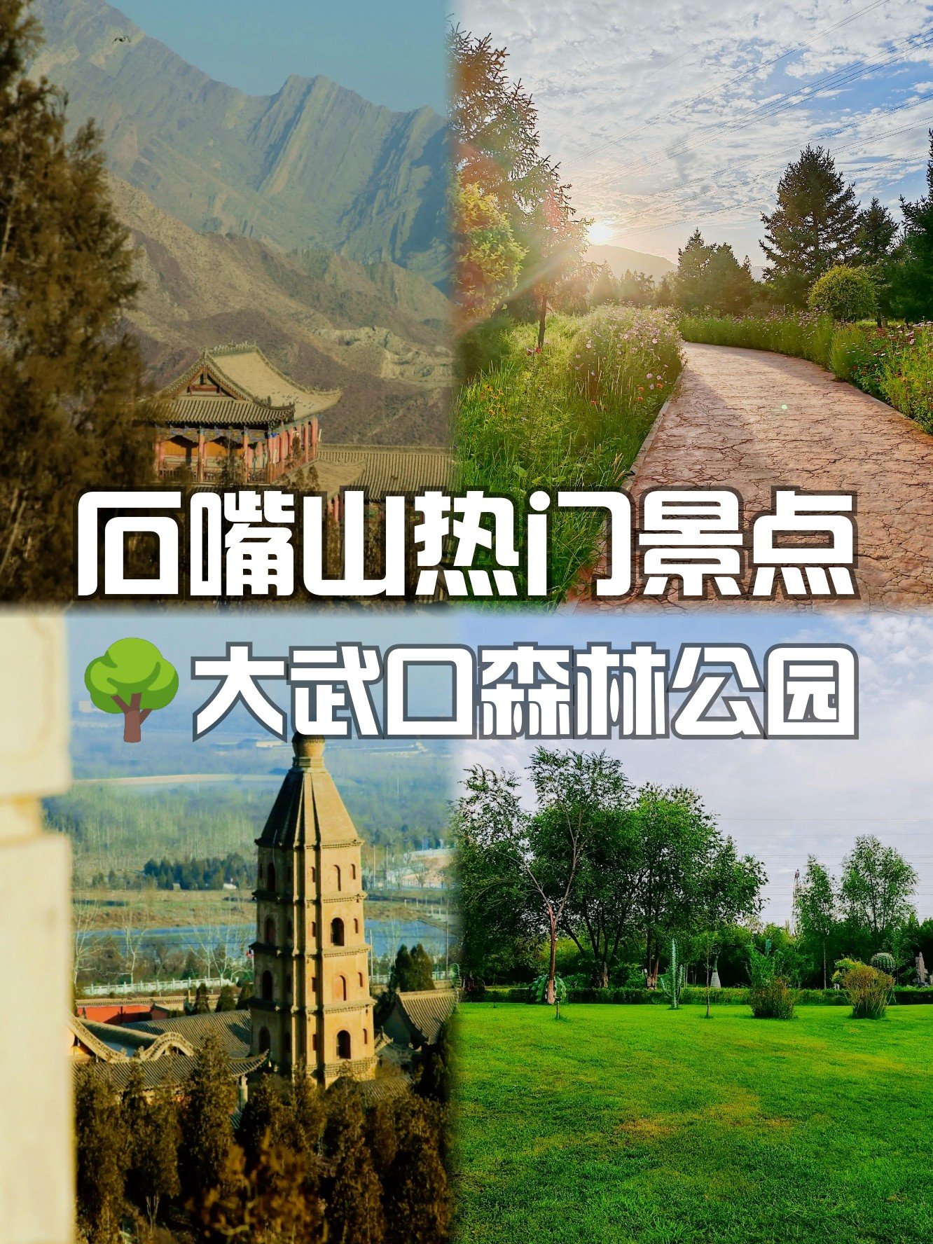🌳大武口森林公园｜贺兰山下的城市绿肺🍃