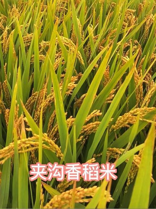 🍚夹沟香稻米｜千年贡米香糯🍚