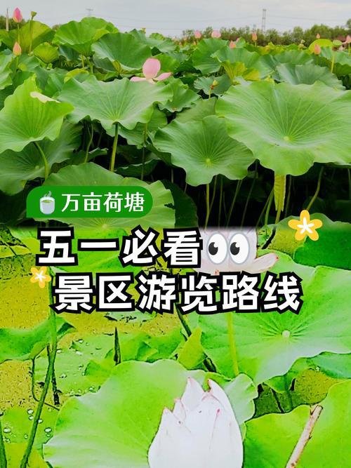 涧沟镇万亩荷花基地🪷夏日限定仙境，泛舟荷塘满眼青绿粉花