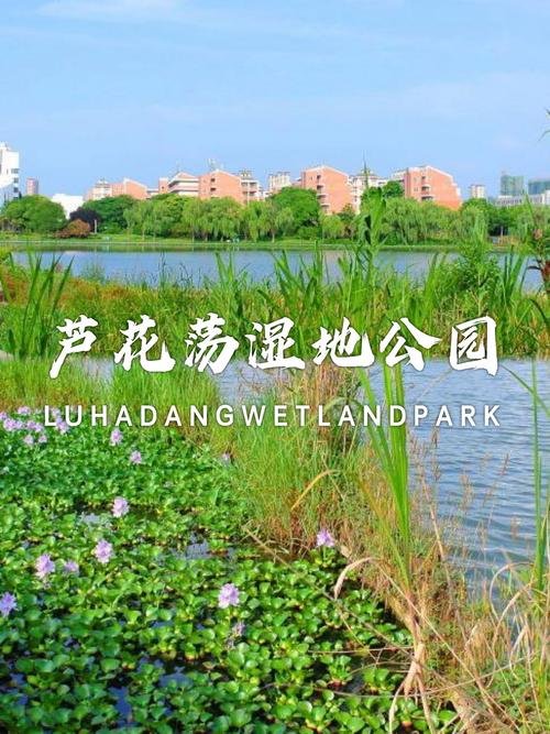 芦花荡湿地公园🦩皖南湿地博物馆，秋冬观候鸟绝佳地