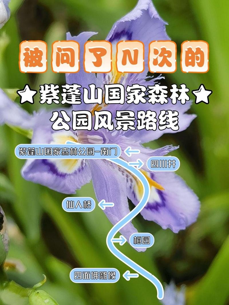 紫蓬山国家森林公园｜肥西小众山林氧吧徒步好去处🌳