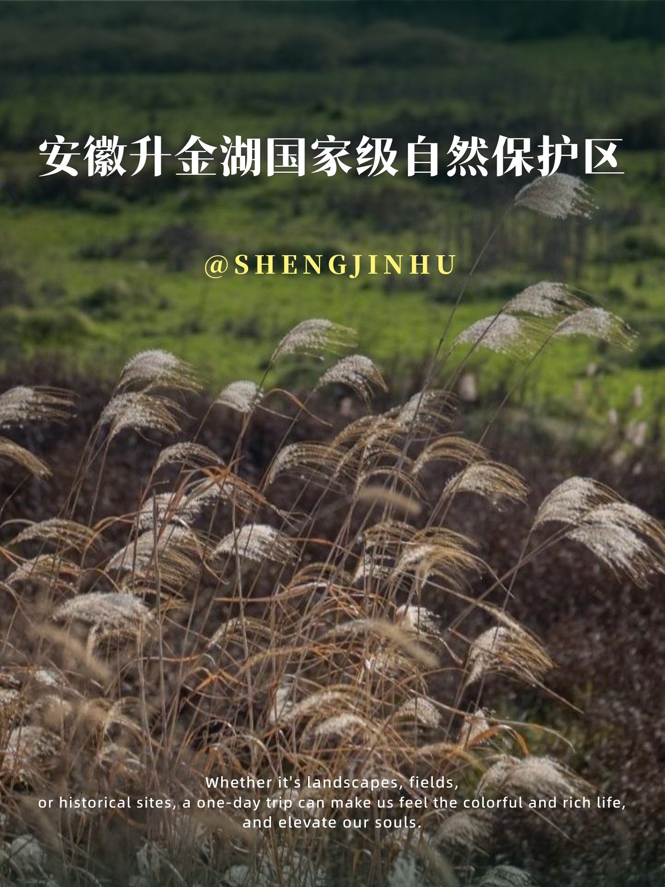 🦢升金湖｜安徽最大候鸟湿地｜治愈绝美
