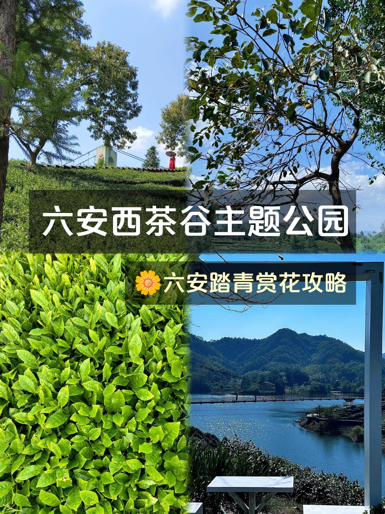 六安茶谷🍵｜万亩茶园，采茶体验超治愈✨