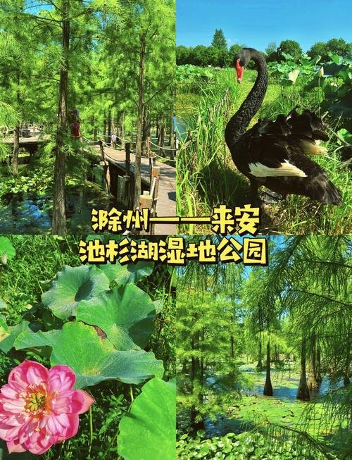 池杉湖国家湿地公园｜水上森林仙境🌊