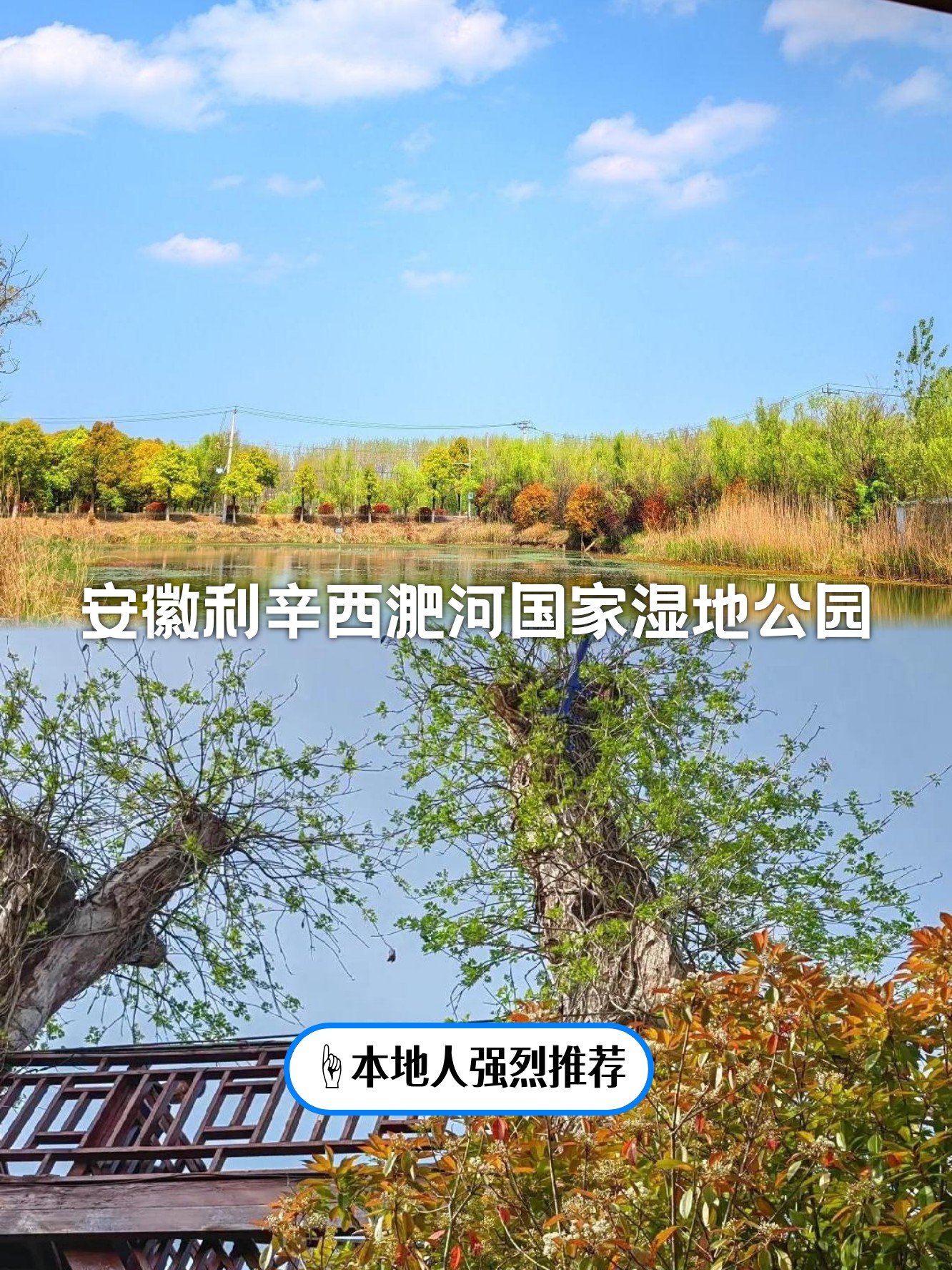 🏘️利辛西淝河湿地公园｜皖北水乡，原生态湿地风光