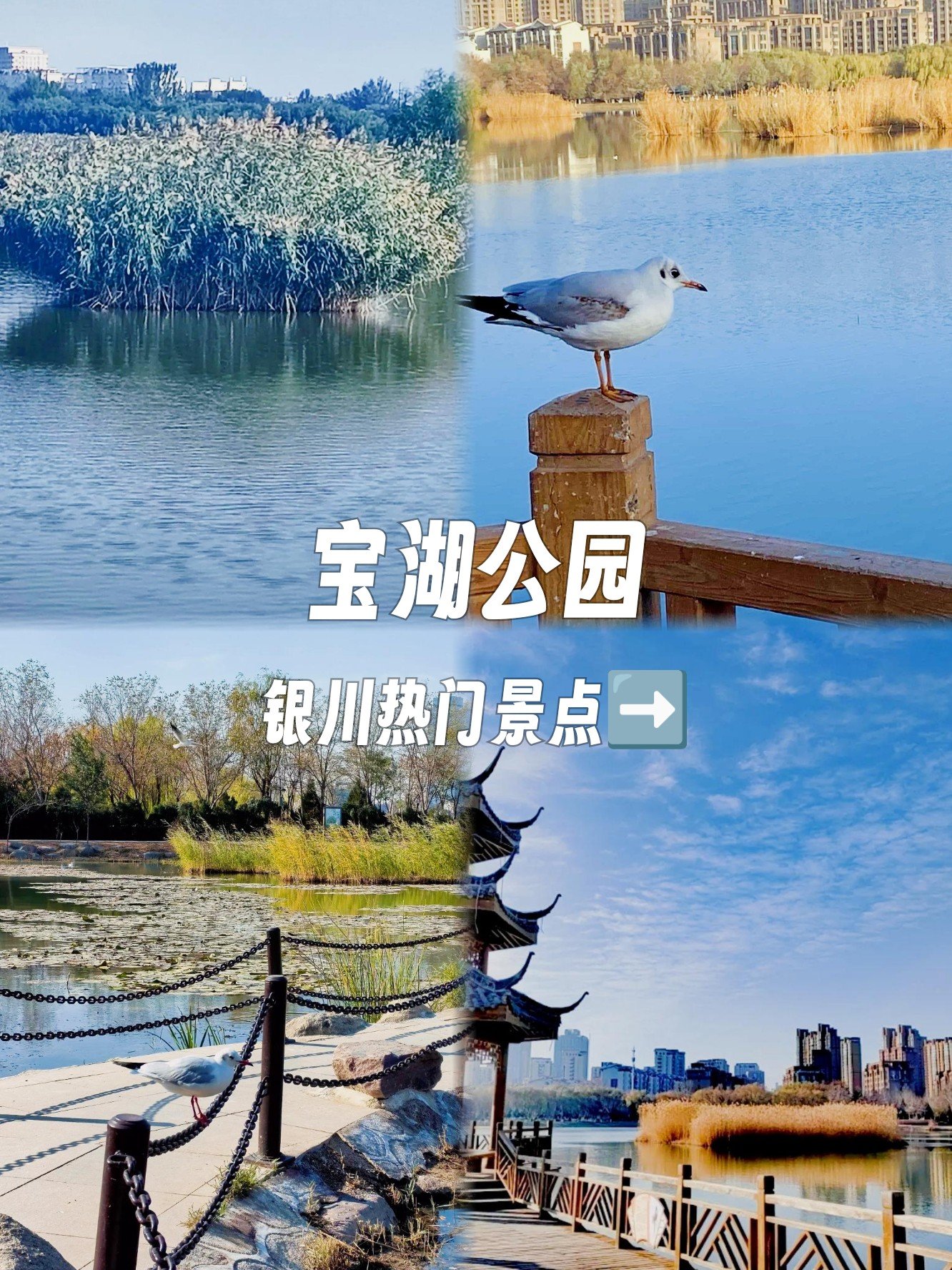 🌸宝湖公园｜市中心的荷香秘境💐