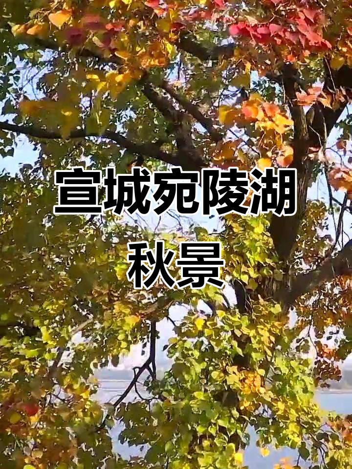 宛陵湖银杏园🍂｜金秋限定美景，金色童话世界