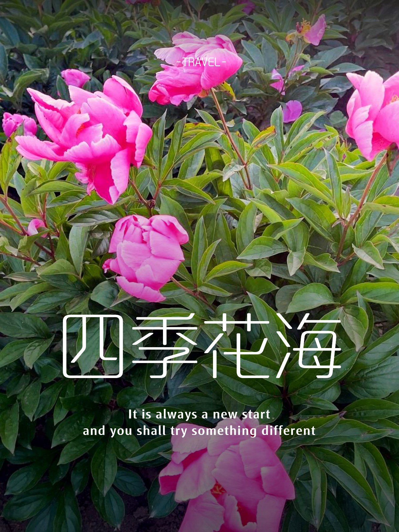 畲族四季花海💐｜缤纷花田，体验畲族民俗风情